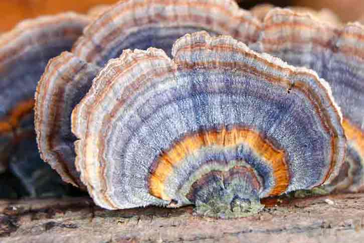 A colorful coriolus or turkey tail mushroom