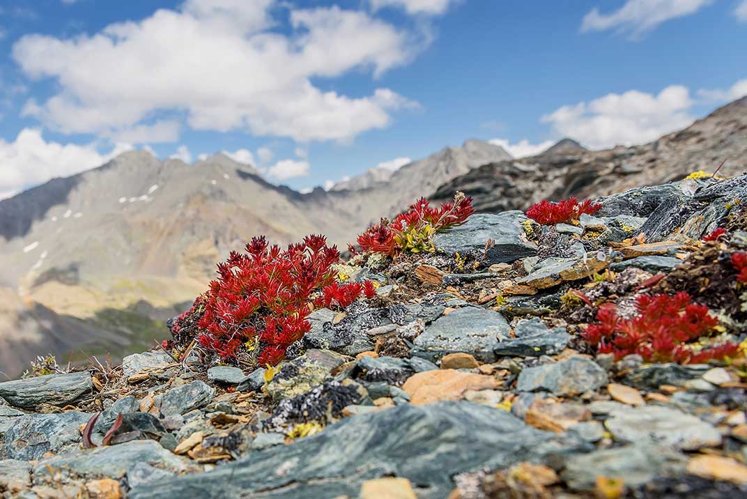 Rhodiola growing on a mountaintop